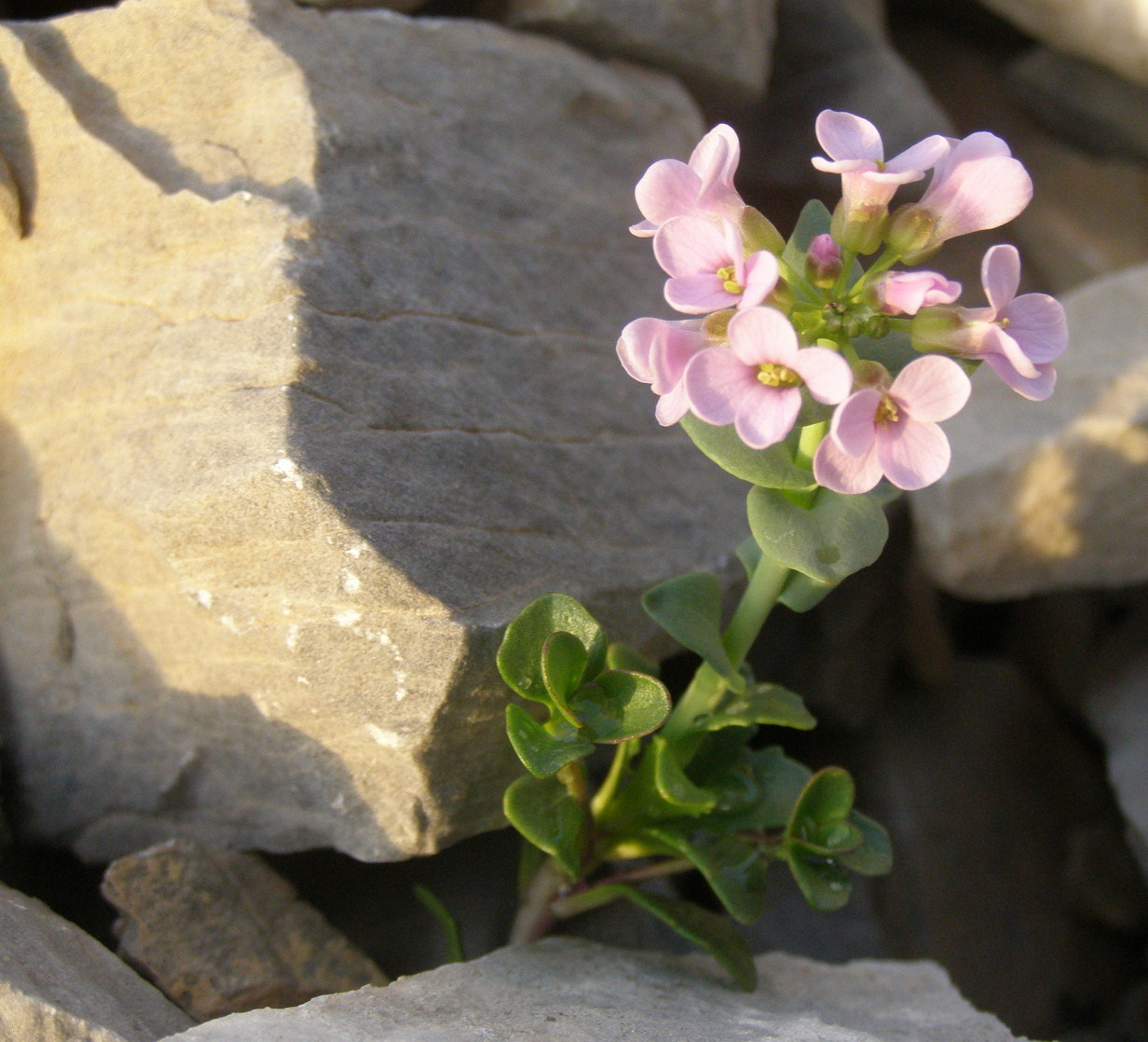 Thlaspi rotundifolium